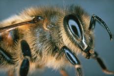 Macrophpoto of the Head of a Honey Bee-Dr. Jeremy Burgess-Photographic Print