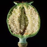 Cut Seed Capsule of Opium Poppy-Dr^ Jeremy-Premium Photographic Print