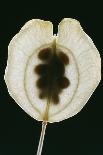 Germination of the Broad Bean-Dr^ Jeremy-Framed Photographic Print