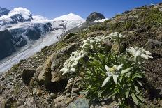 Edelweiss And Glacier-Dr. Juerg Alean-Photographic Print