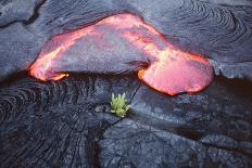 Lava Flow And Young Plant, Hawaii-Dr. Juerg Alean-Photographic Print