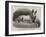 Dr Kane's Esquimaux Dog, Etah-null-Framed Giclee Print