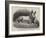 Dr Kane's Esquimaux Dog, Etah-null-Framed Giclee Print