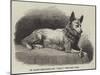 Dr Kane's Esquimaux Dog, Etah-null-Mounted Giclee Print