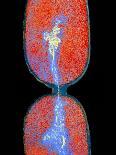 Cell Division In Salmonella Bacterium-Dr. Kari Lounatmaa-Photographic Print