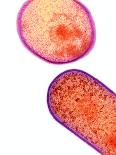 Cell Division In Salmonella Bacterium-Dr. Kari Lounatmaa-Photographic Print
