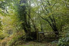 Beech Trees-Dr^ Keith-Photographic Print