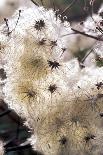 Old Man's Beard Seedheads-Dr^ Keith-Photographic Print