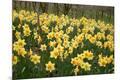 Premium Photographic Print