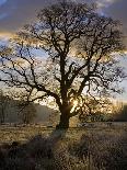 Oak Tree (Quercus Sp.) In Winter-Dr. Keith Wheeler-Photographic Print