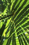 Palm Leaves-Dr. Keith Wheeler-Photographic Print