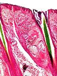 Acorus Calamus Rhizome, Light Micrograph-Dr. Keith Wheeler-Photographic Print