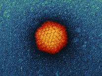 H1N1 Swine Flu Virus, TEM-Dr. Klaus Boller-Framed Photographic Print