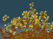 H1N1 Swine Flu Virus, TEM-Dr. Klaus Boller-Premier Image Canvas