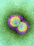 H1N1 Swine Flu Virus, TEM-Dr. Klaus Boller-Framed Premier Image Canvas