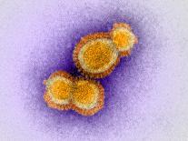 H5N1 Avian Influenza Virus Particles, TEM-Dr. Klaus Boller-Framed Photographic Print