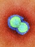 H1N1 Swine Flu Virus, TEM-Dr. Klaus Boller-Mounted Photographic Print