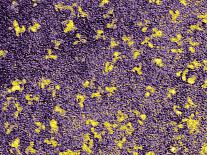 H1N1 Swine Flu Virus, TEM-Dr. Klaus Boller-Premier Image Canvas