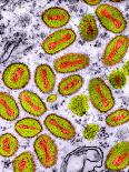 H1N1 Swine Flu Virus, TEM-Dr. Klaus Boller-Photographic Print