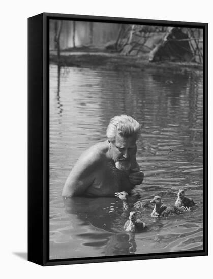 Dr. Konrad Lorenz, Viennese Animal Behaviorist, Surrounded by Family of Graylag Goslings-Thomas D^ Mcavoy-Framed Premier Image Canvas