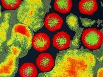 Influenza Viruses-Dr. Linda Stannard-Framed Photographic Print