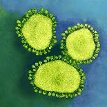 Influenza Viruses-Dr. Linda Stannard-Framed Photographic Print