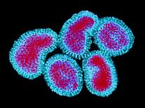 Mycobacterium Tuberculosis Bacteria-Dr. Linda Stannard-Photographic Print