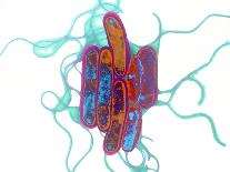 Pseudomonas Sp. Bacteria, TEM-Dr. Linda Stannard-Framed Premier Image Canvas