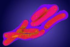 Pseudomonas Sp. Bacteria, TEM-Dr. Linda Stannard-Photographic Print