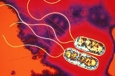 Pseudomonas Sp. Bacteria, TEM-Dr. Linda Stannard-Photographic Print
