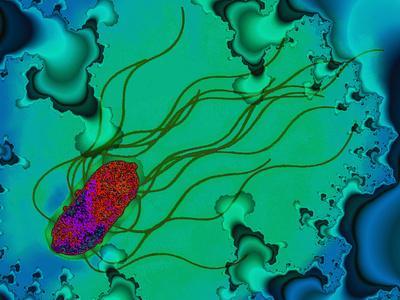 'Salmonella Bacterium' Photographic Print - Dr. Linda Stannard | Art.com