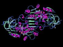 Alcohol Dehydrogenase, Molecular Model-Dr. Mark J.-Photographic Print