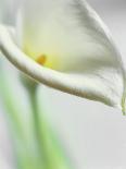 A White Calla Lily-Dr^ Martin Baumgärtner-Mounted Photographic Print