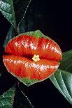 Hot Lips Plant In Rainforest-Dr^ Morley-Photographic Print