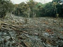 Clearing of the Rainforest (deforestation)-Dr. Morley Read-Photographic Print