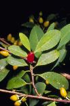 Fruit And Leaves of Cocaine Plant-Dr. Morley Read-Photographic Print