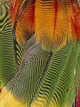Parrot Feathers From An Indian Head-dress.-Dr. Morley Read-Framed Photographic Print