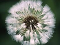 Dandelion Seed Head-Dr^ Nick-Framed Premier Image Canvas