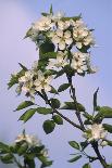 Chinese Pear Blossom (Pyrus Ussuriensis)-Dr. Nick Kurzenko-Photographic Print
