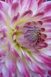 Plantain Lily Flowers (Hosta Sp.)-Dr. Nick Kurzenko-Framed Premier Image Canvas