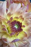 Chrysanthemums (C. Cinerariifolium)-Dr. Nick Kurzenko-Framed Photographic Print
