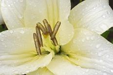 Japanese Water Iris Flower (Iris Ensata)-Dr. Nick Kurzenko-Photographic Print