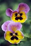 Pansies (Viola Wittrockiana)-Dr^ Nick-Photographic Print