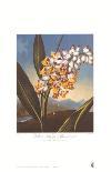 The Pontic Rhododendron-Dr^ Robert J^ Thornton-Art Print