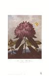 The Pontic Rhododendron-Dr^ Robert J^ Thornton-Art Print