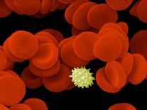 Red Blood Cells, SEM-Dr. Yorgos Nikas-Framed Photographic Print
