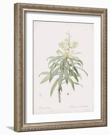 Dracaena Reflexa-Pierre Joseph Redoute-Framed Giclee Print