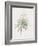 Dracaena Reflexa-Pierre Joseph Redoute-Framed Giclee Print