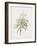 Dracaena Reflexa-Pierre Joseph Redoute-Framed Giclee Print