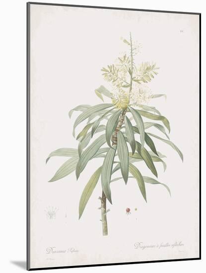 Dracaena Reflexa-Pierre Joseph Redoute-Mounted Giclee Print